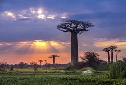 Vrijwilligerswerk in Madagaskar:Natuurbehoud & Milieu Vrijwilligerswerk in Madagaskar: Natuurbehoud & Milieu