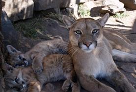 Vrijwilligerswerk met dieren in het buitenland:Argentinië Vrijwilligerswerk met dieren in het buitenland: Argentinië