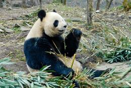 Sociale zorg Jongerenreizen:Ontmoet de beschermde reuzenpanda tijdens deze groepsreis met vrijwilligerswerk naar China. Ontmoet de beschermde reuzenpanda tijdens deze groepsreis met vrijwilligerswerk naar China.