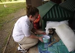 Vrijwilligerswerk met dieren in het buitenland:Zorg als vrijwilliger op het dierenverzorgingsproject in Belize voor lokale honden en katten. Zorg als vrijwilliger op het dierenverzorgingsproject in Belize voor lokale honden en katten.