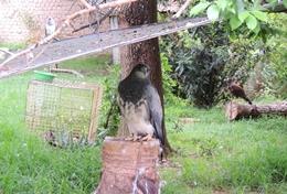 Vrijwilligerswerk in Bolivia:Diergeneeskunde & Dierenverzorging Vrijwilligerswerk in Bolivia: Diergeneeskunde & Dierenverzorging