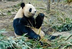 Vrijwilligerswerk met dieren in het buitenland:Help als vrijwilliger bij de verzorging van de reuzenpanda in China. Help als vrijwilliger bij de verzorging van de reuzenpanda in China.