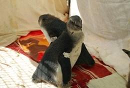 Vrijwilligerswerk in Zuid-Afrika:Vrijwilligers op het dierenverzorgings in Zuid-Afrikaproject zetten zich onder andere in voor de bescherming van de Afrikaanse pinguin. Vrijwilligers op het dierenverzorgings in Zuid-Afrikaproject zetten zich onder andere in voor de bescherming van de Afrikaanse pinguin.
