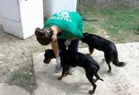 Vrijwilligerswerk in Jamaica:Zorg als vrijwilliger op het dierenverzorgingsproject in Jamaica voor honden in het lokale asiel. Zorg als vrijwilliger op het dierenverzorgingsproject in Jamaica voor honden in het lokale asiel.