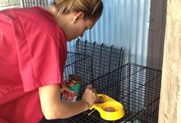 Vrijwilligerswerk in Samoa:Assisteer als vrijwilliger een lokale dierenarts in Samo bij de behandeling van honden en katten. Assisteer als vrijwilliger een lokale dierenarts in Samo bij de behandeling van honden en katten.