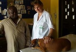 Vrijwilligerswerk met dieren in het buitenland:In Ghana kun je vrijwilligerswerk doen binnen de diergeneeskunde en ervaring opdoen in een lokale dierenkliniek. In Ghana kun je vrijwilligerswerk doen binnen de diergeneeskunde en ervaring opdoen in een lokale dierenkliniek.
