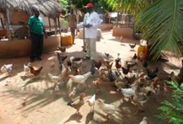 Vrijwilligerswerk in Togo:Een landbouw vrijwilliger help mee bij de dagelijkse taken op een boerderij in Togo. Een landbouw vrijwilliger help mee bij de dagelijkse taken op een boerderij in Togo.