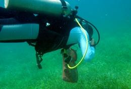 Natuurbehoud & Milieu vrijwilligerswerk in het buitenland:Leer duiken in Belize en zet je in voor het behoud van koraalriffen in de oceanen. Leer duiken in Belize en zet je in voor het behoud van koraalriffen in de oceanen.