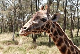 Vrijwilligerswerk in Kenia:Als vrijwilliger op het natuurbehoud project in Kenia help je onder andere bij het onderzoek naar bedreigde giraffe's. Als vrijwilliger op het natuurbehoud project in Kenia help je onder andere bij het onderzoek naar bedreigde giraffe's.