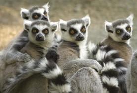 Natuurbehoud & Milieu vrijwilligerswerk in het buitenland:In het regenwoud van Madagaskar kom je de meest bijzondere dieren tegen als je vrijwilligerswerk doet op het natuurbehoud project. In het regenwoud van Madagaskar kom je de meest bijzondere dieren tegen als je vrijwilligerswerk doet op het natuurbehoud project.