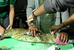 Vrijwilligerswerk met ervaring voor diergeneeskunde: projecten voor professionals:Help lokale dierenartsen bij de behandeling van dieren tijdens dit vrijwilligersproject in peru. Help lokale dierenartsen bij de behandeling van dieren tijdens dit vrijwilligersproject in peru.