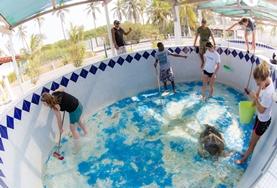 Twintigersreizen – groepsreizen met vrijwilligerswerk voor jongvolwassenen:Help bij de bescherming van zeeschildpadden tijdens de groepsreis voor twintigers naar Mexico. Help bij de bescherming van zeeschildpadden tijdens de groepsreis voor twintigers naar Mexico.