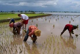 Groepsreizen voor 50-plussers met vrijwilligerswerk:Help mee bij dagelijkse taken, zoals rijst planten, tijdens deze culturele groepsreis voor 50-plussers naar Cambodja. Help mee bij dagelijkse taken, zoals rijst planten, tijdens deze culturele groepsreis voor 50-plussers naar Cambodja.